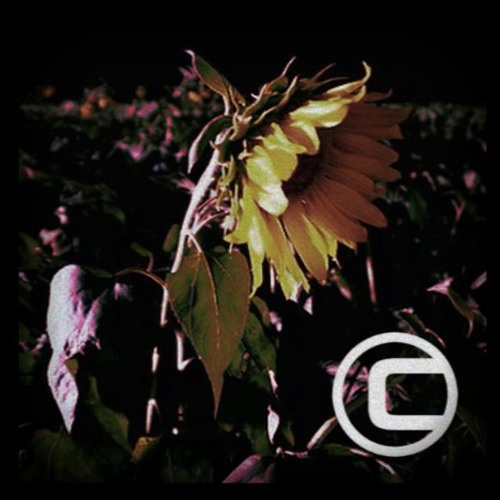 Flowers From The Dirt cover art